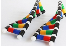 NA雙螺旋結(jié)構(gòu)模型組件