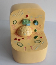 細胞亞顯微結(jié)構模型