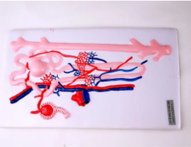 腎單位、腎小體模型