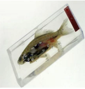 魚解剖浸制標本