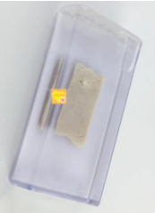 寄生絳蟲囊尾蚴豬肉浸制標本