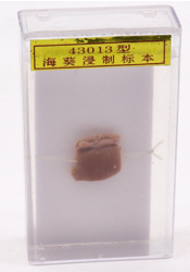 海葵標本